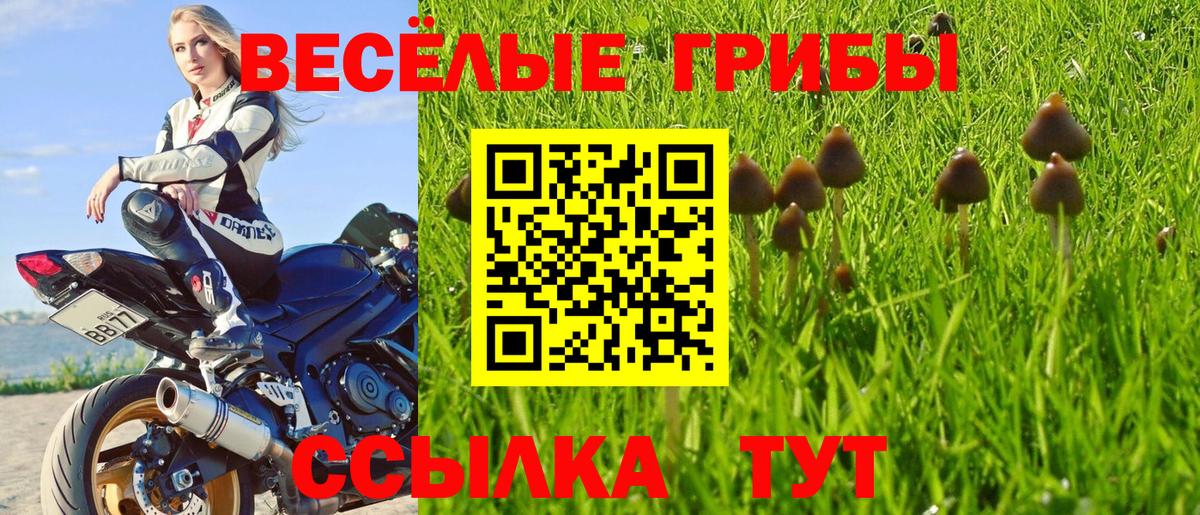 Галлюциногенные грибы Psilocybe Заречный