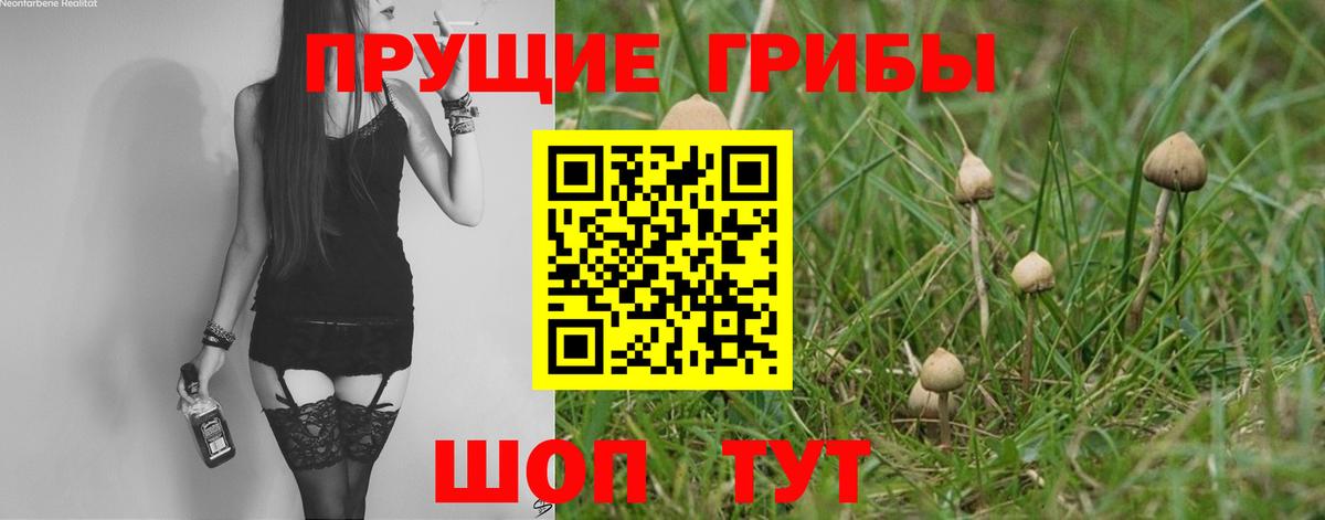 Заречный  Галлюциногенные грибы Cubensis  Вход с VPN 